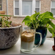 dalgona coffee on windowsill with plants